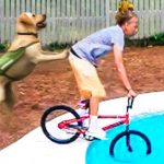 <span class="title">Best Funny Animal Videos 2022 😂 – Funniest Cats And Dogs Videos 😃🐴</span>